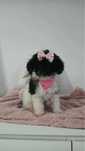 Niespotykana dwukolorowa ksiezniczka Maltipoo XXS szuka rodziców