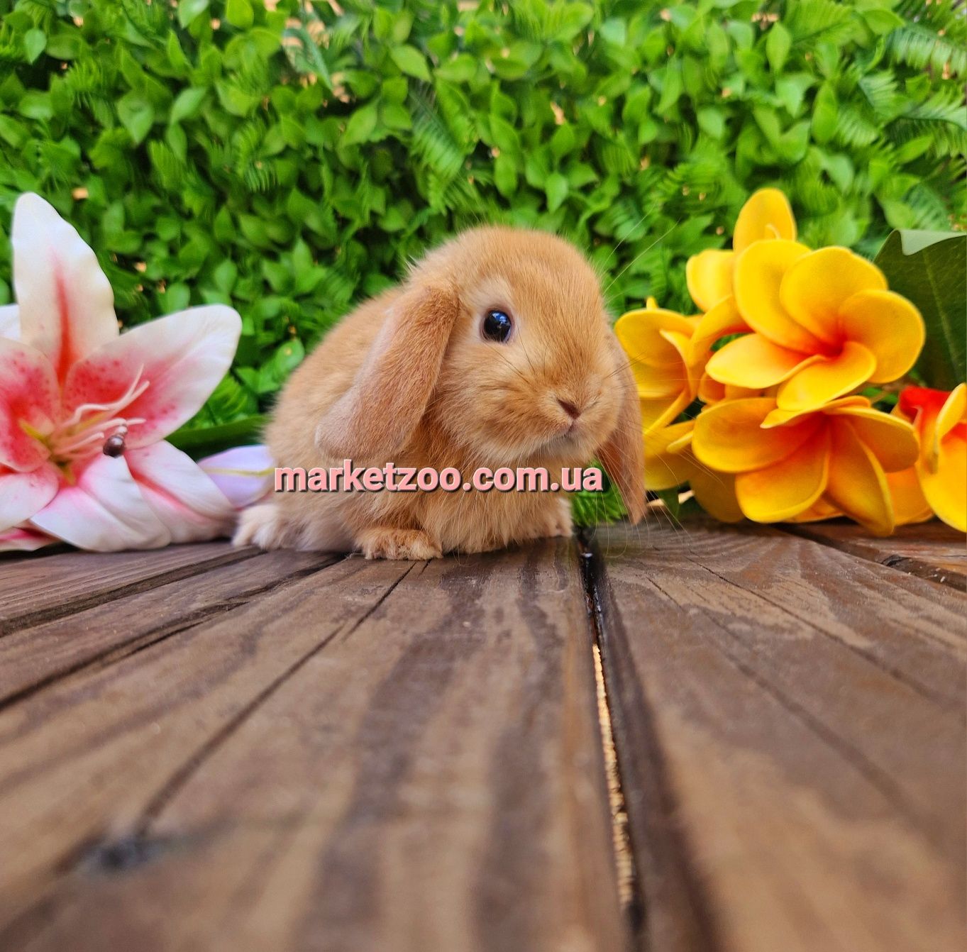 Mini lop Мини мiнi кролик карликовые кролики вислоухий баранчик рыжий