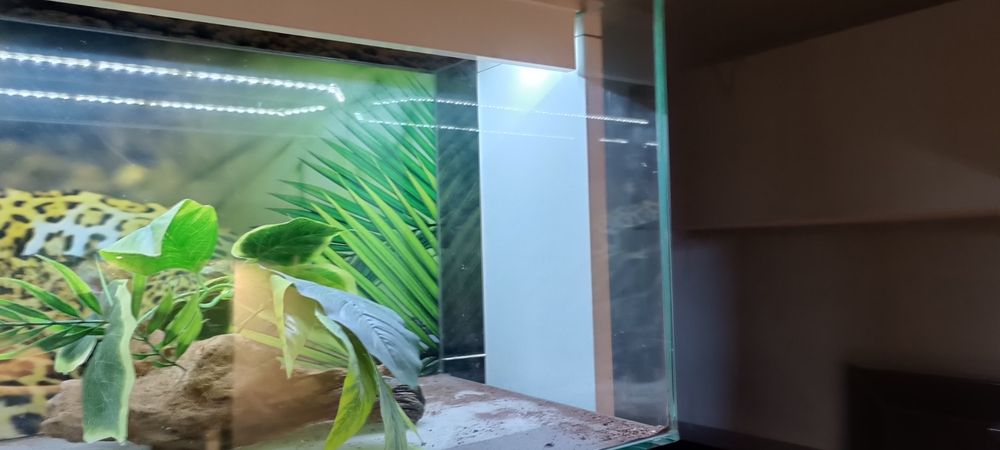 Terrarium wyposażone z oświetleniem.