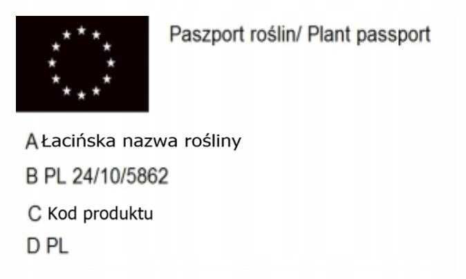 P11 Buk pospolity Fagus sykvatica HURT DETAL Dostawa