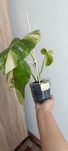 Monstera Aura w doniczce