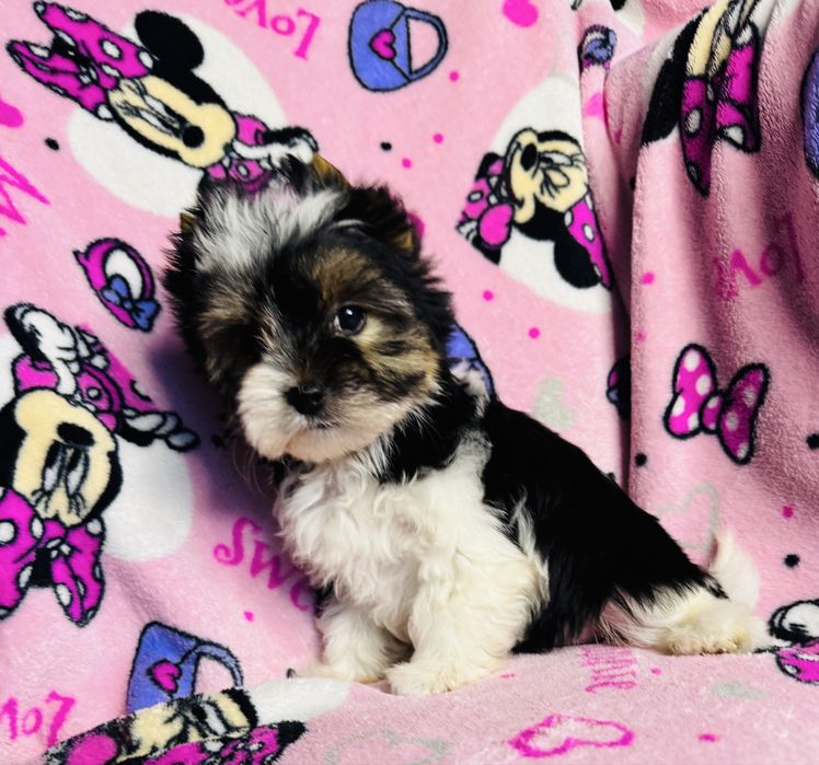 Piękna dziewczynka york biewer