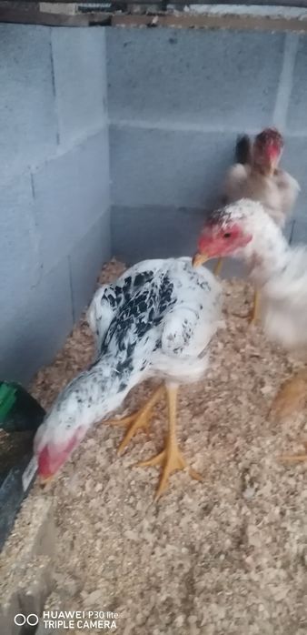 Vendo trio de índios gigantes