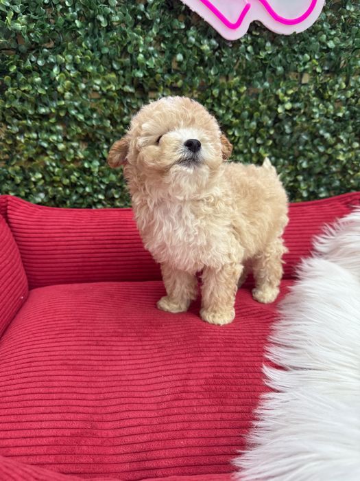 Міні мальтипу ф1