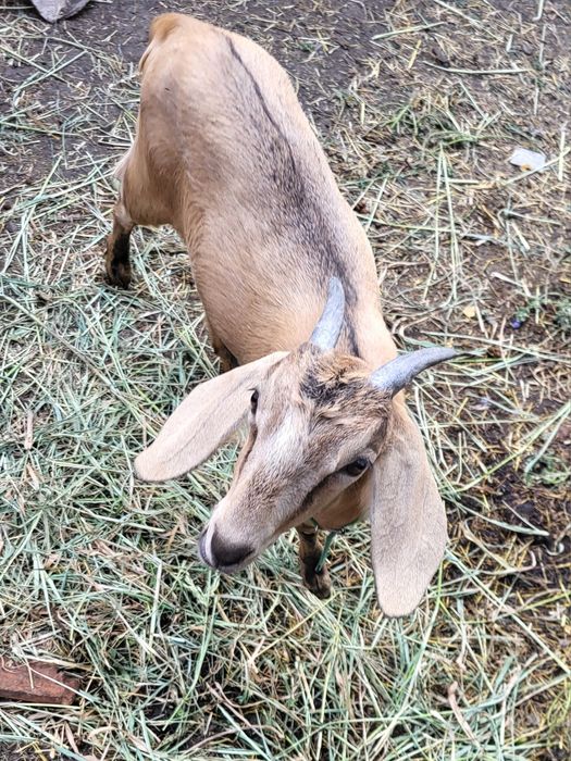 Англо- нубійська кізочка