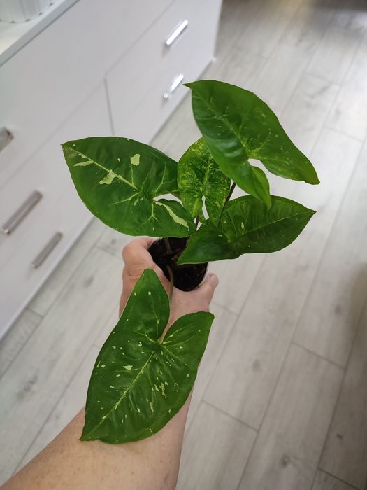 Сингониум Панда, сінгоніум Панда, Syngonium Panda