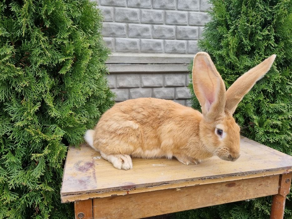 Młodzież olbrzyma belgijskiego żółtego