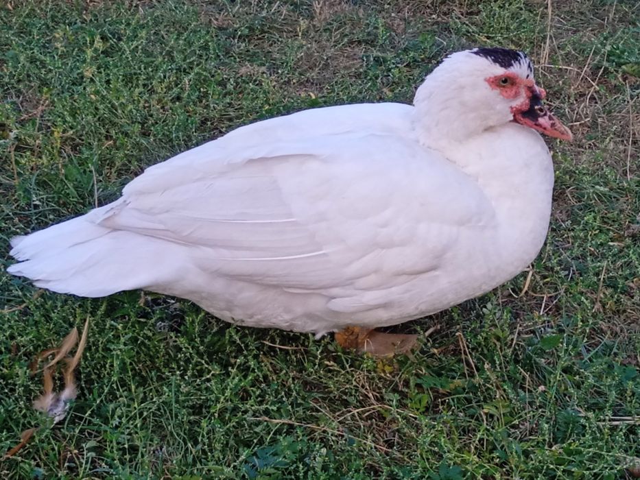 Kaczka francuska piżmowa tuszka