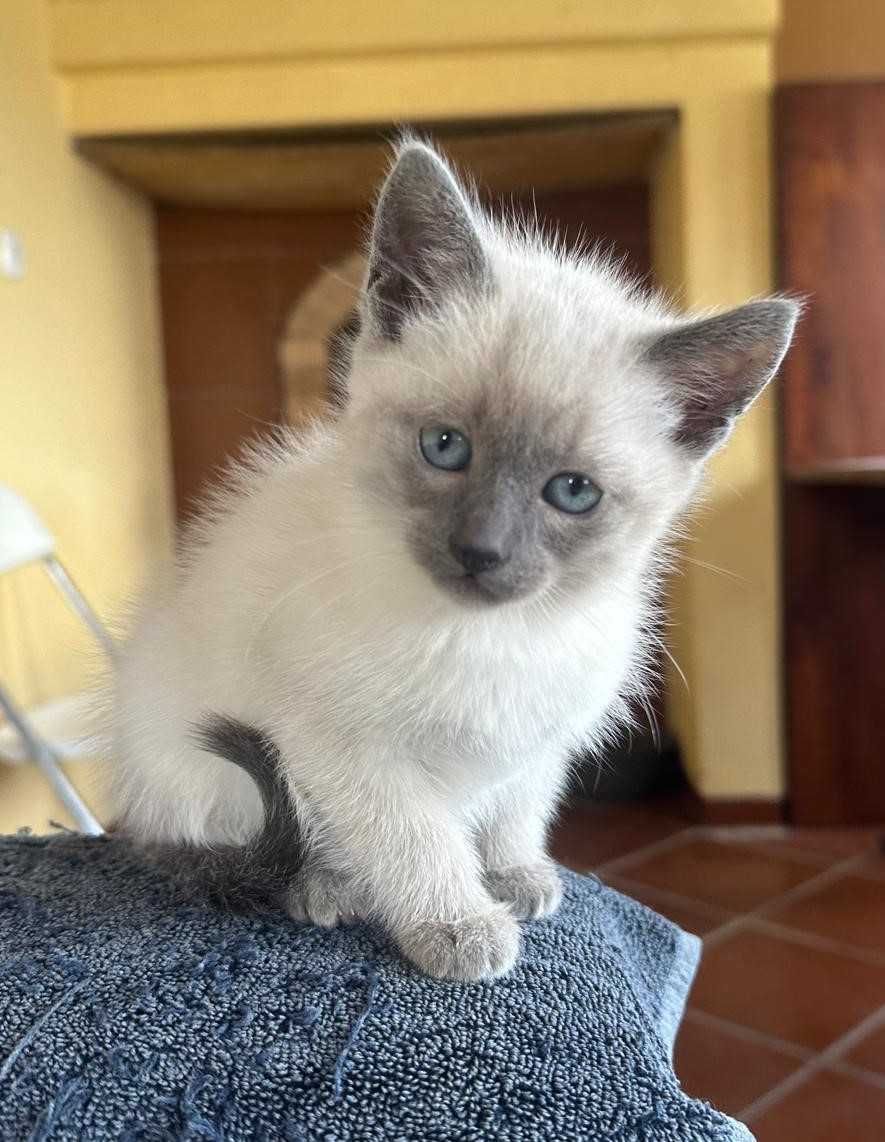 Linda gatinha para ter companhia e amor em casa