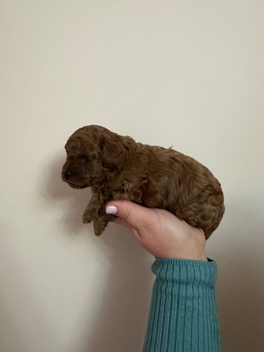 Той пудель Ред Браун