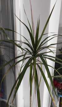 Драцена пальма вазон кімнаті рослини 50 см