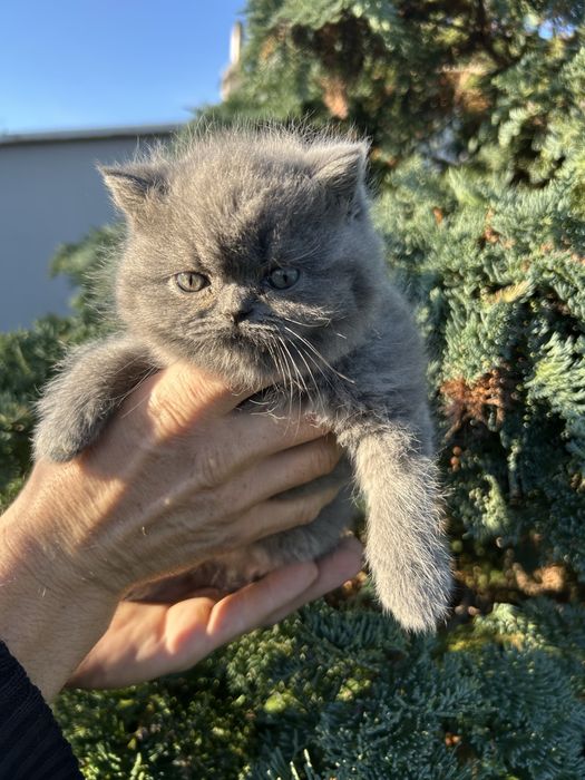 Kotka  Brytyjska Niebieska