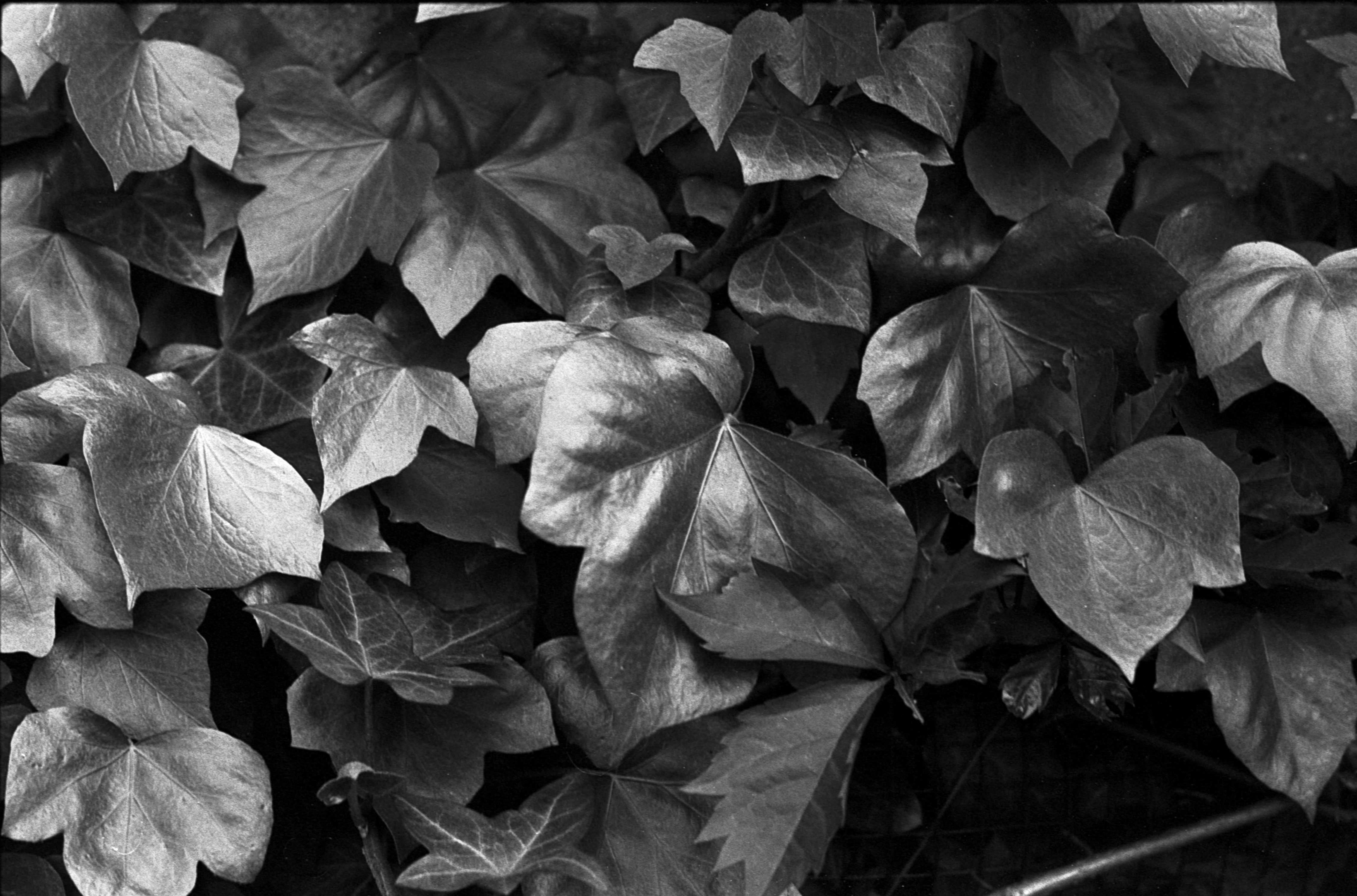 Lustrzanka analogowa Praktica L2 + Pentacon 1.8 + telekonwerter M42