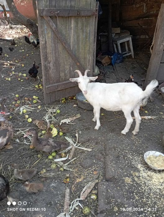 Продам кіз.Продам молоду козу