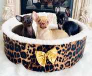 Chihuahua szczenie