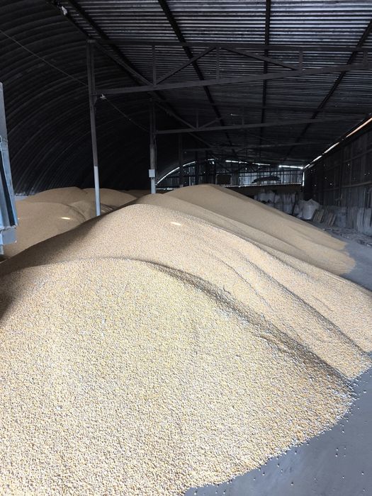 Продам кукурудзу