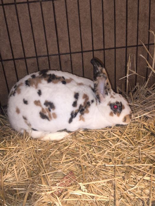 Królik rex trójbarwny, rex trójkolorowy samica