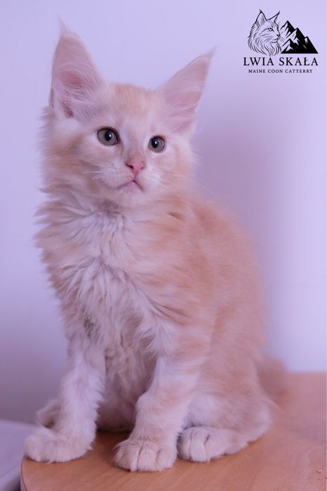 Maine coon kocur kremowy srebrzysty FPL opcja hodowlana