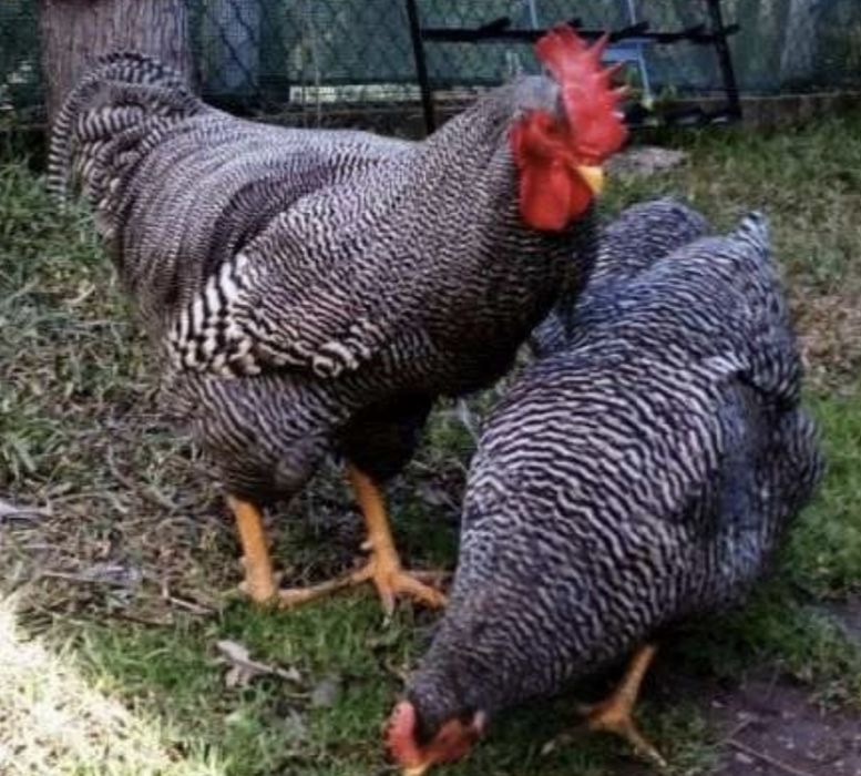 Ovos galados galinhas plymouth rock barrada