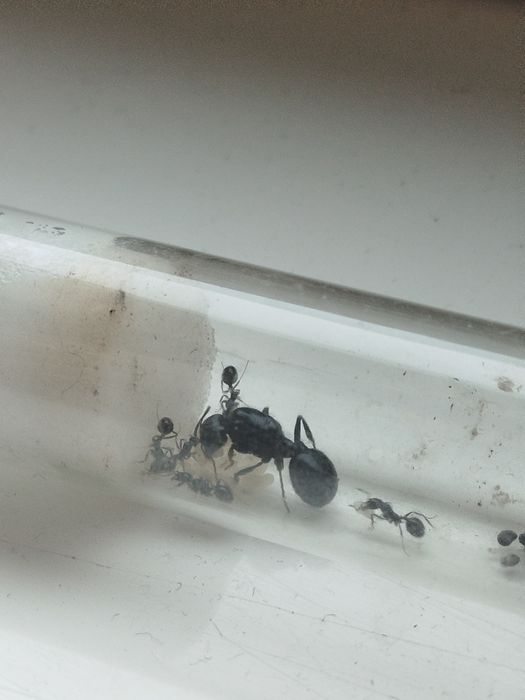 Мурахи Месор структор