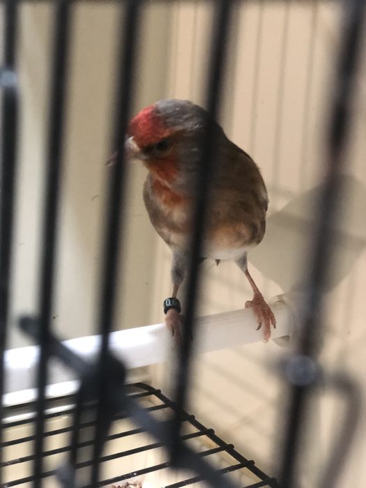 Hibrido de Carduelis Carduelis x Serinus Canaria