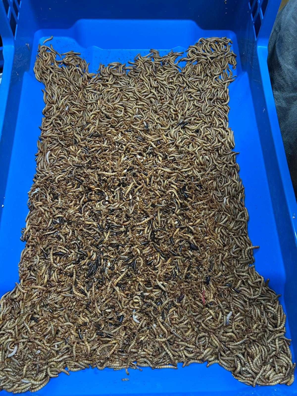 Larvas  da Farinha, Tenebrio, Trela de Refugo