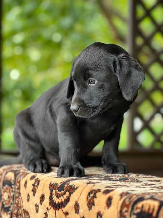 Продам лабрадорів