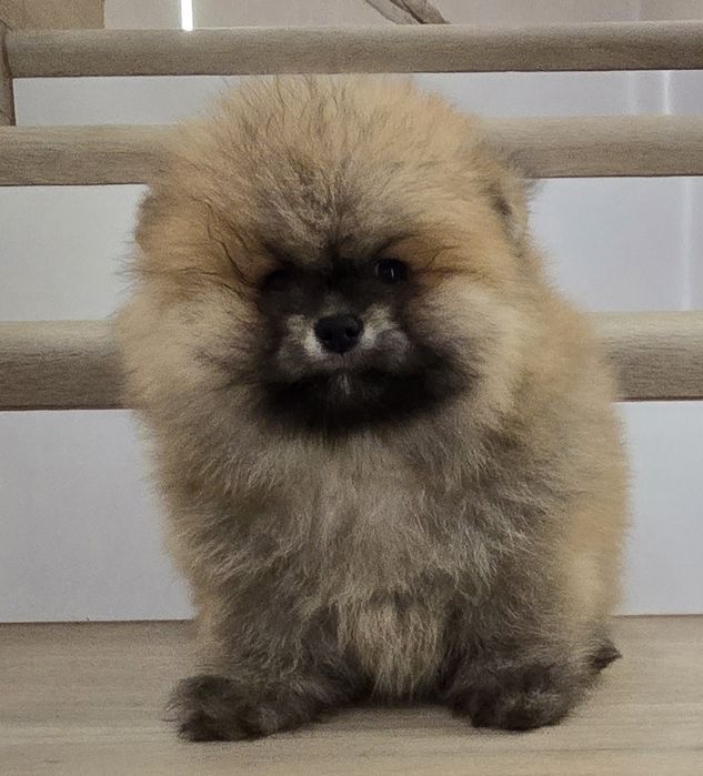 Szpic miniaturowy pomeranian
