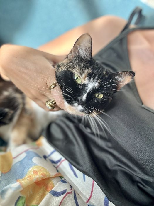 Adopcja | Kiara tricolorka szyrletka szuka kochajacego domu | Poznań