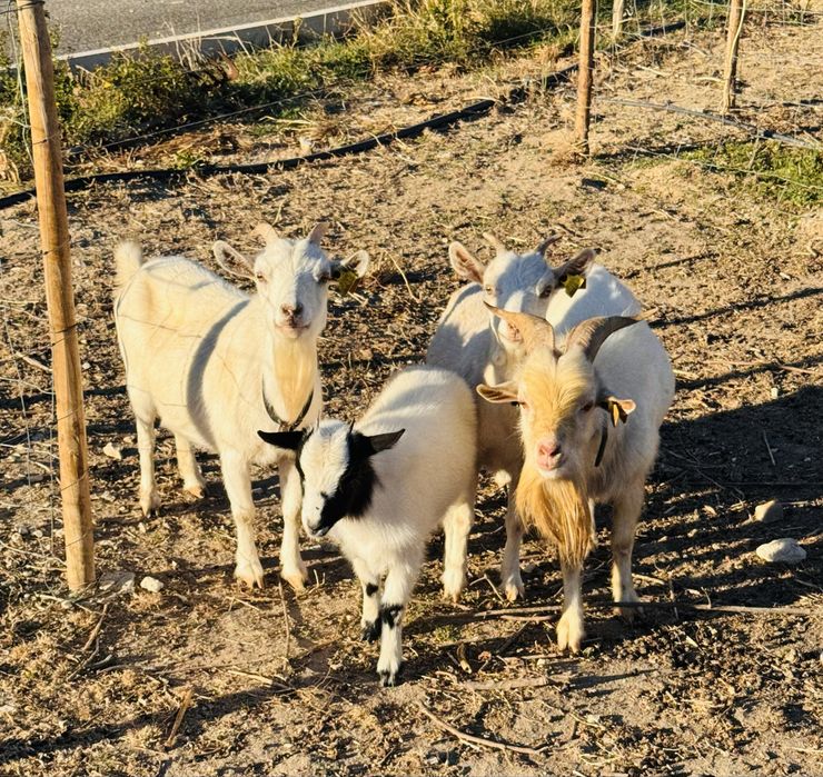 Vendo lote de 4 Cabras anãs