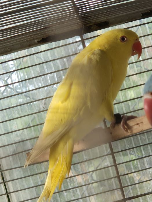 Ring necks criados à mão de 2025