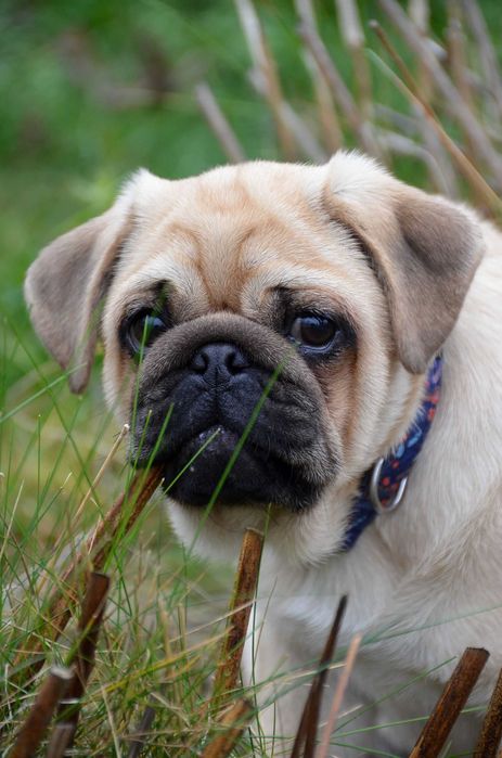 Цуцик 4.5 міс неймовірного коліру