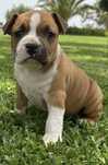 American sttafordshire terrier