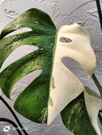 Monstera variegata