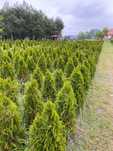 Tuja szmaragd żywopłot 140 cm thuja