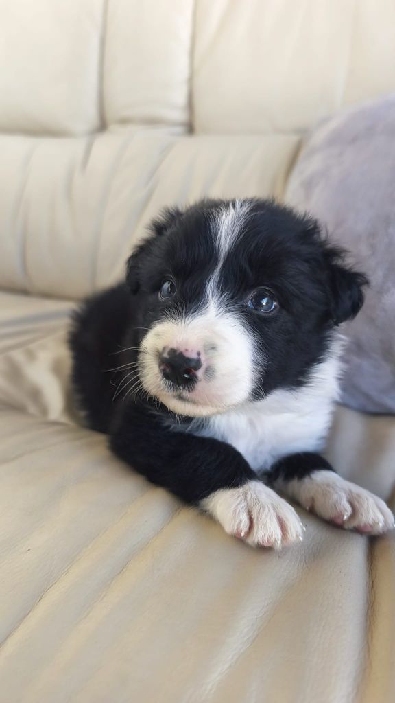 Border Collie macho