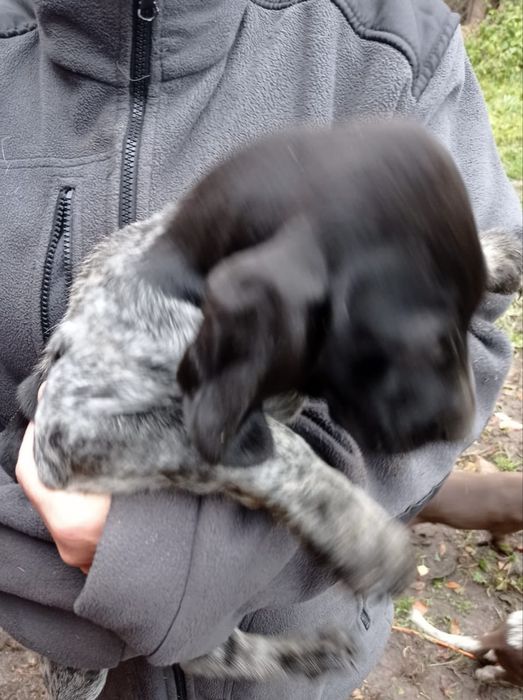 Wyżeł niemiecki (pies mysliwski)