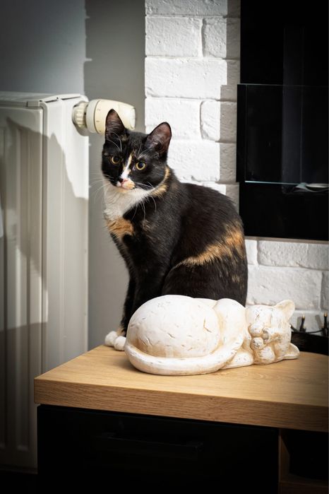 Koteczka Izi szuka domu