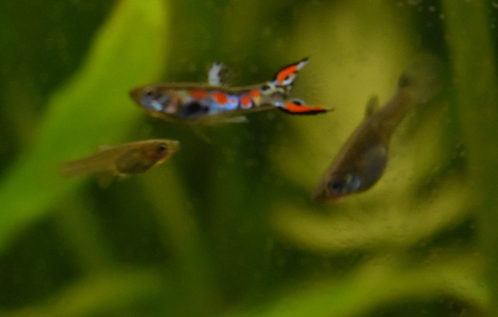 rybki akwariowe gupiki endlera