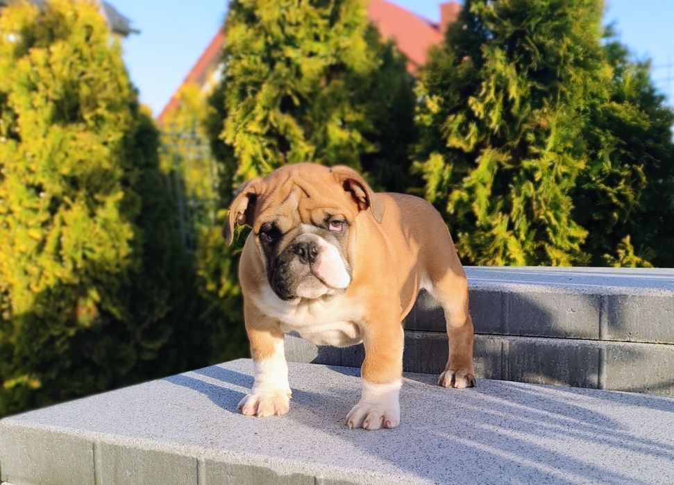 Buldog angielski RUDY Piesek  ZKwP/ FCI
