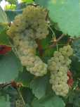 Vendo Uvas brancas
