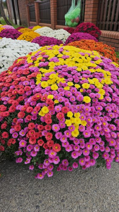 Chryzantemy drobnokwiatowe