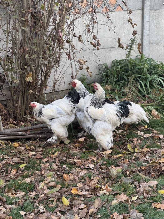 Продам Кури Брами