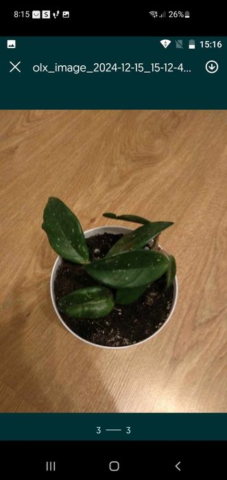 Hoja różowa z doniczką