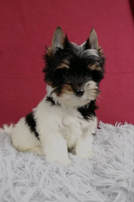 York Biewer Yorkshire Terrier z rodowodem