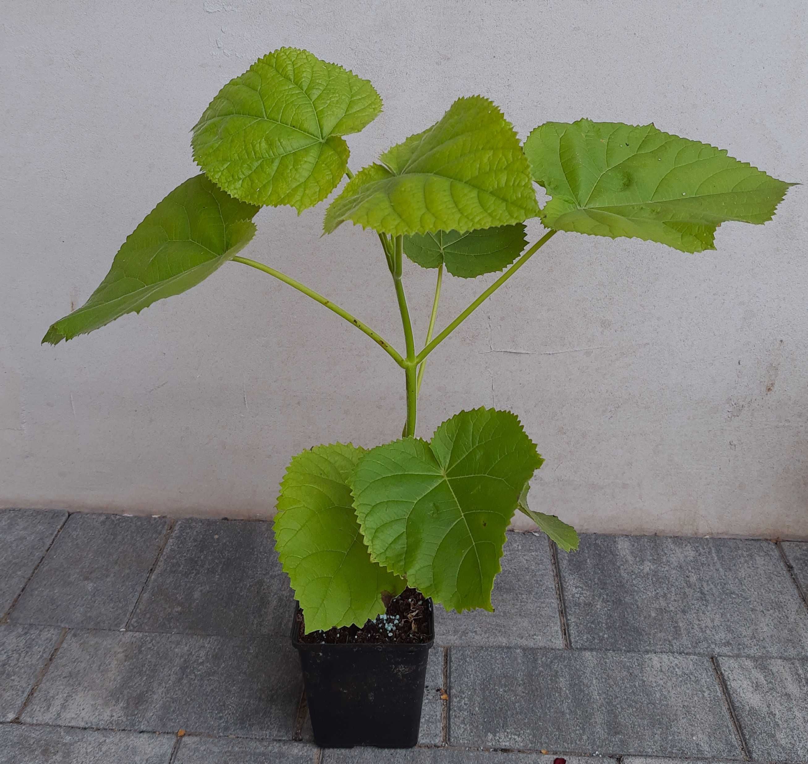 Oxy tree drzewo tlenowe ShanTong Paulownia sadzonki