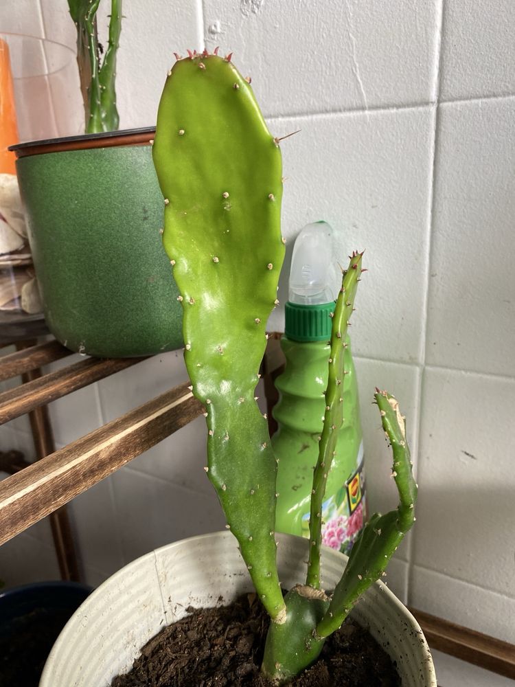 Vendo cactus muito lindo