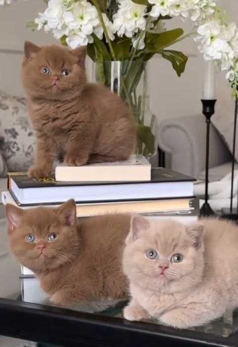 Британські короткошерстні хлопчики та дівчатка