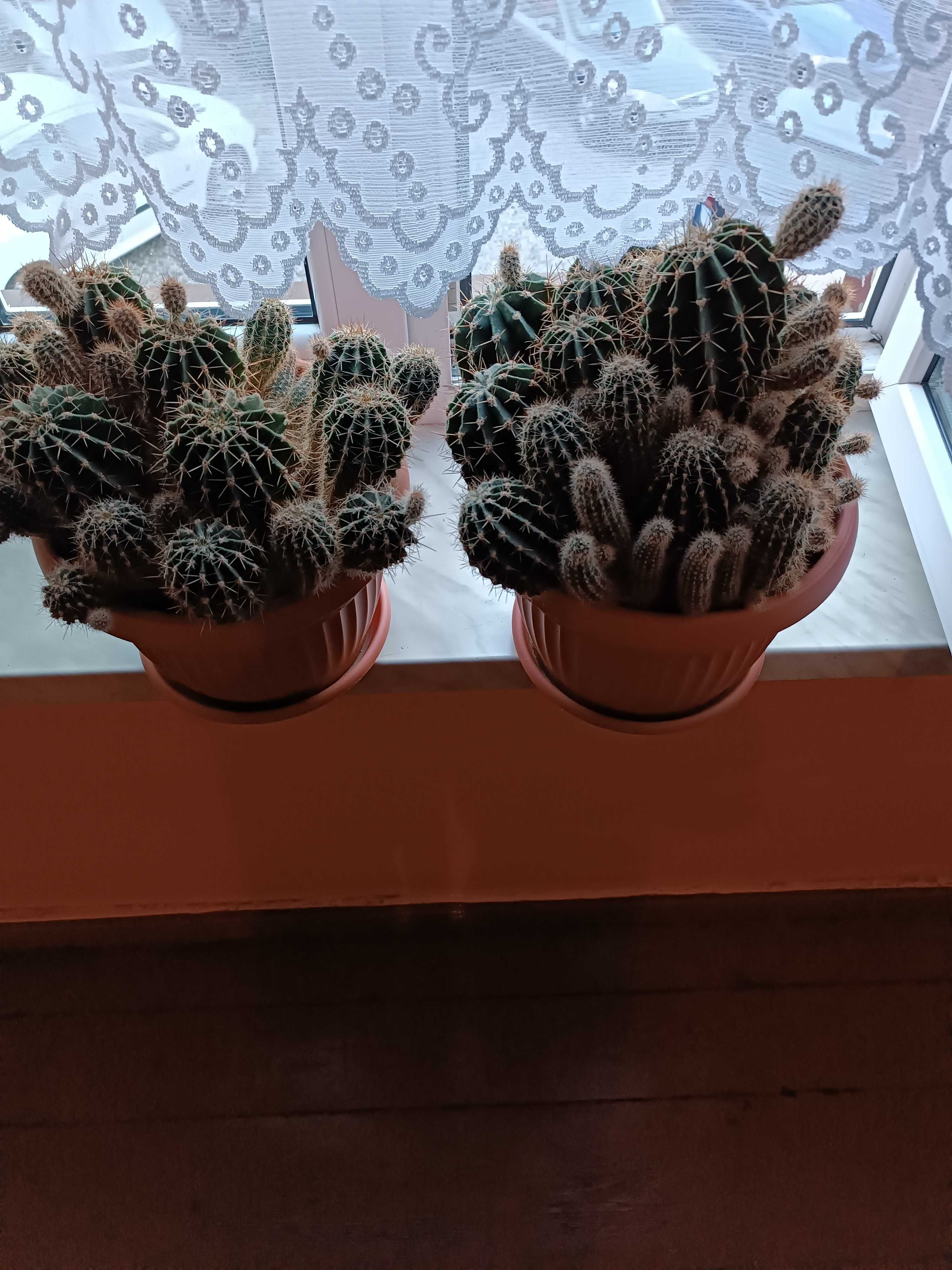 4 donice z kaktusami