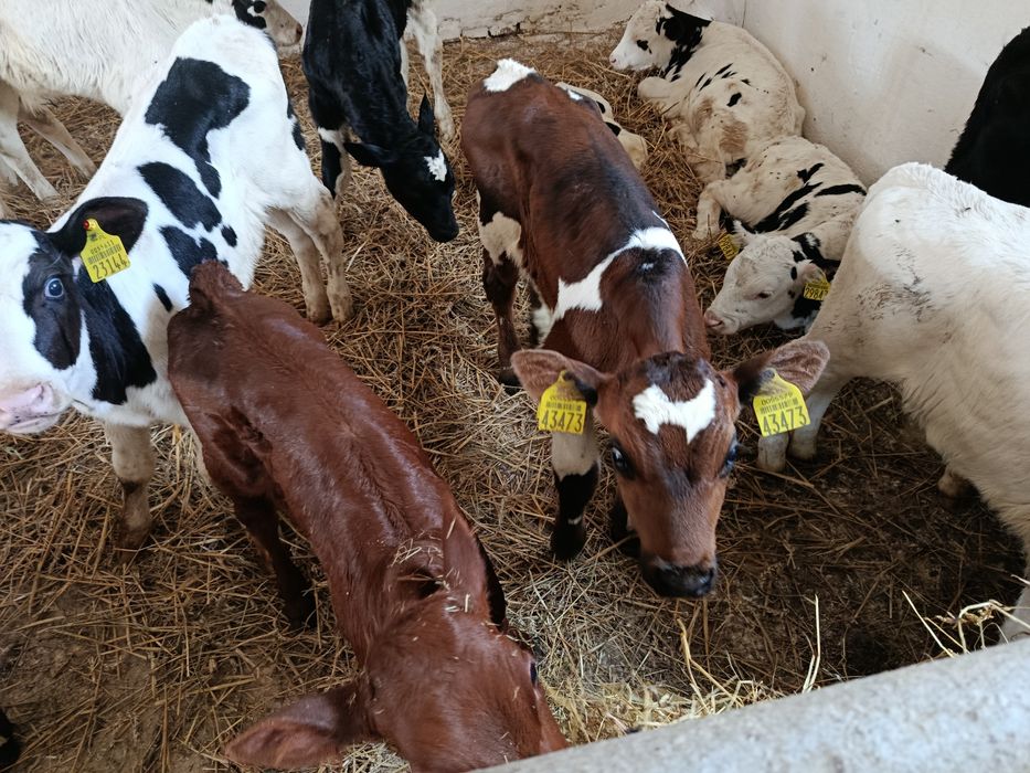 Sprzedam Polskie cielęta